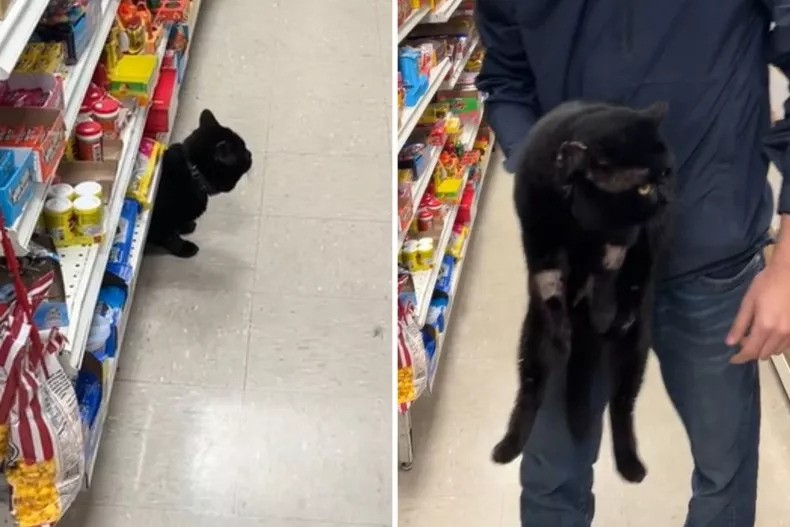 Surprise At The Store As Man Discovers His Cat Tagging Along