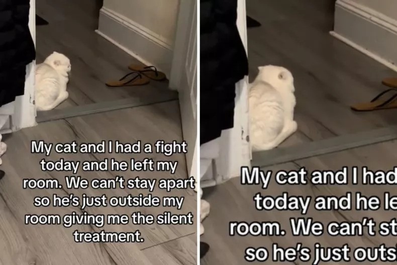 Cat’s Silent Treatment To Owner After Losing Nail-Trimming Battle