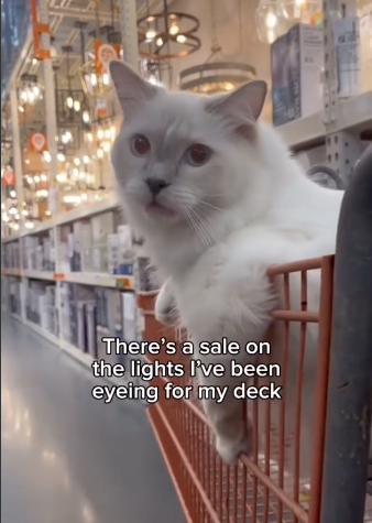 Cat’s Shopping Adventure Goes Viral