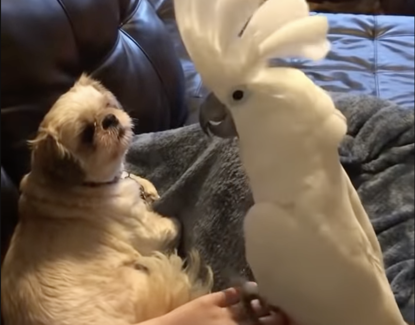 Buster the Chatty Cockatoo Thinks He’s A Dog
