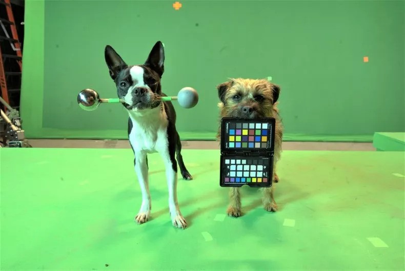 Behind the Scenes of Dog Actors in Hollywood