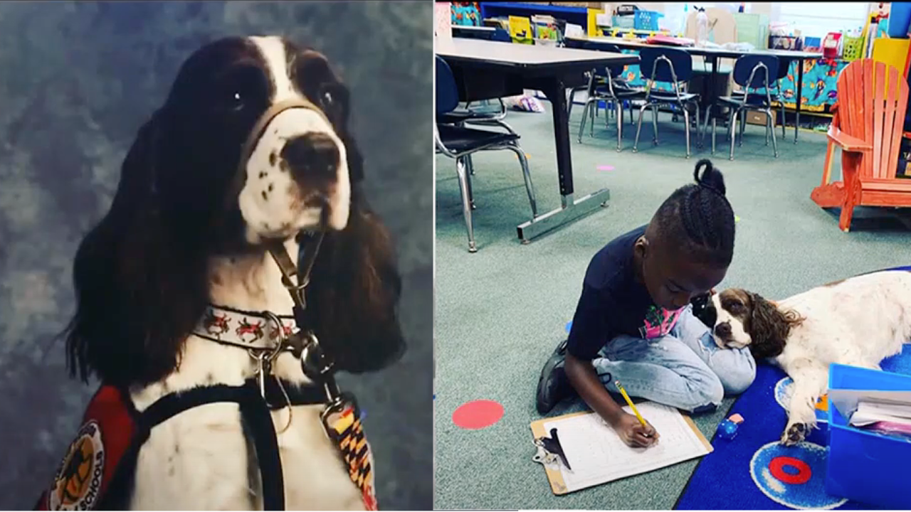 Popcorn, the Beloved School Facility Dog, Is The First One To Retire