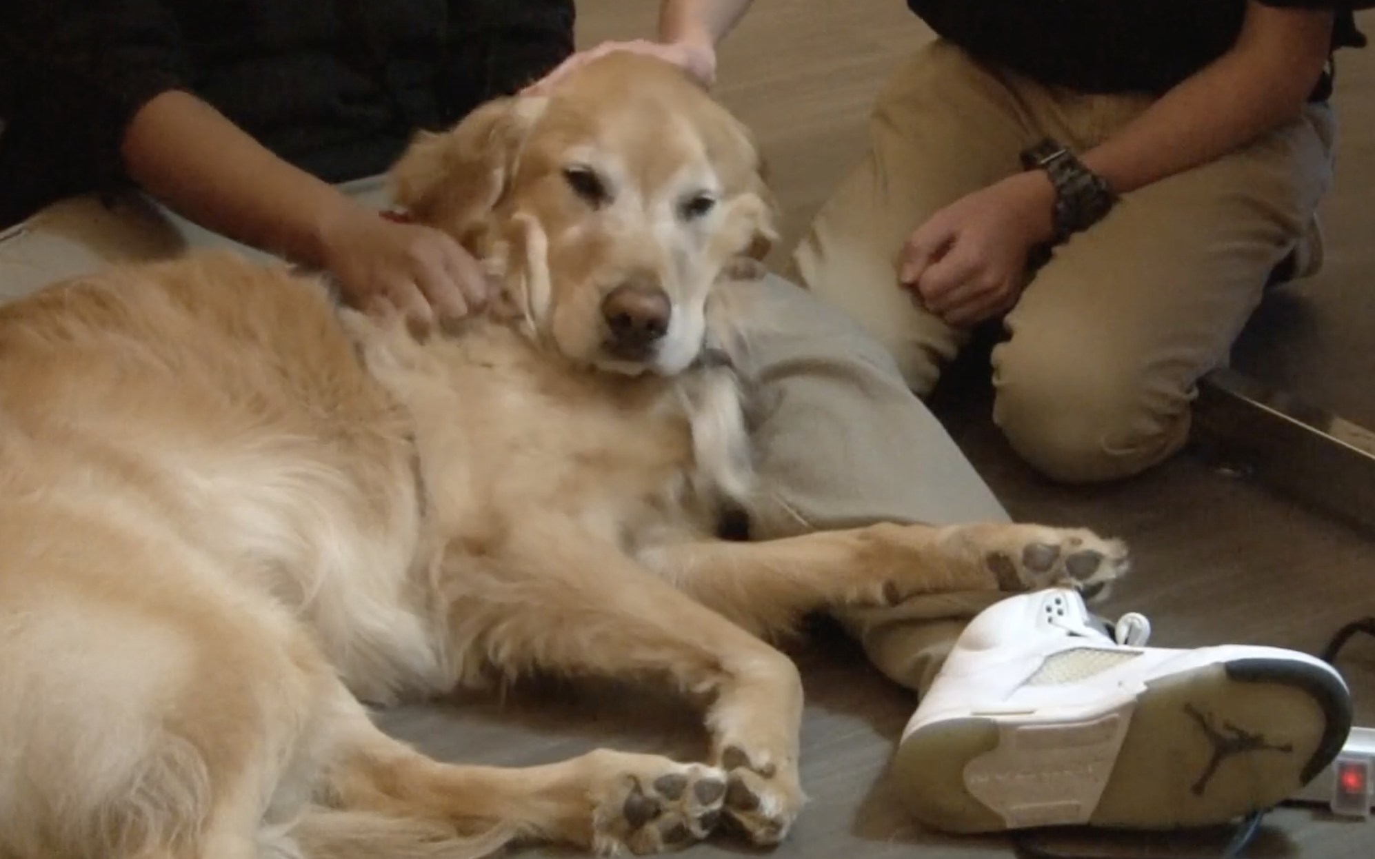 Meet Bayou, the Apple-Loving Therapy Dog