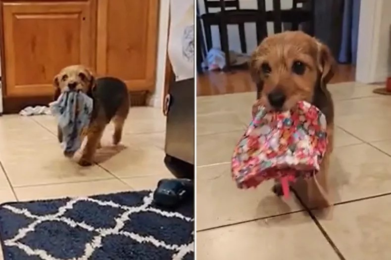 The Gift-Giving Doggo Who Steals Hearts