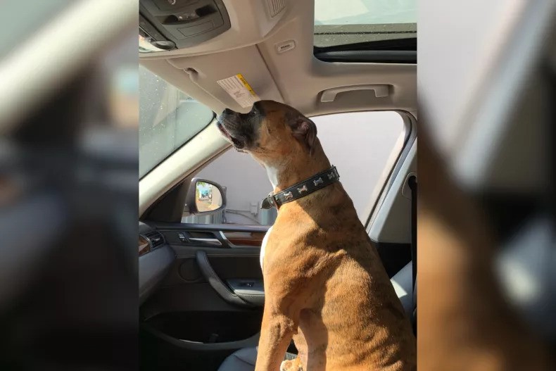 Dog’s Hilarious Attempt to Catch a Ride Goes Viral