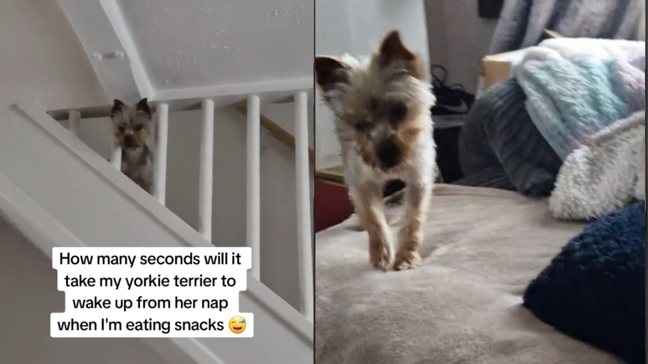 The Canine Snack Detective Breaks The Internet