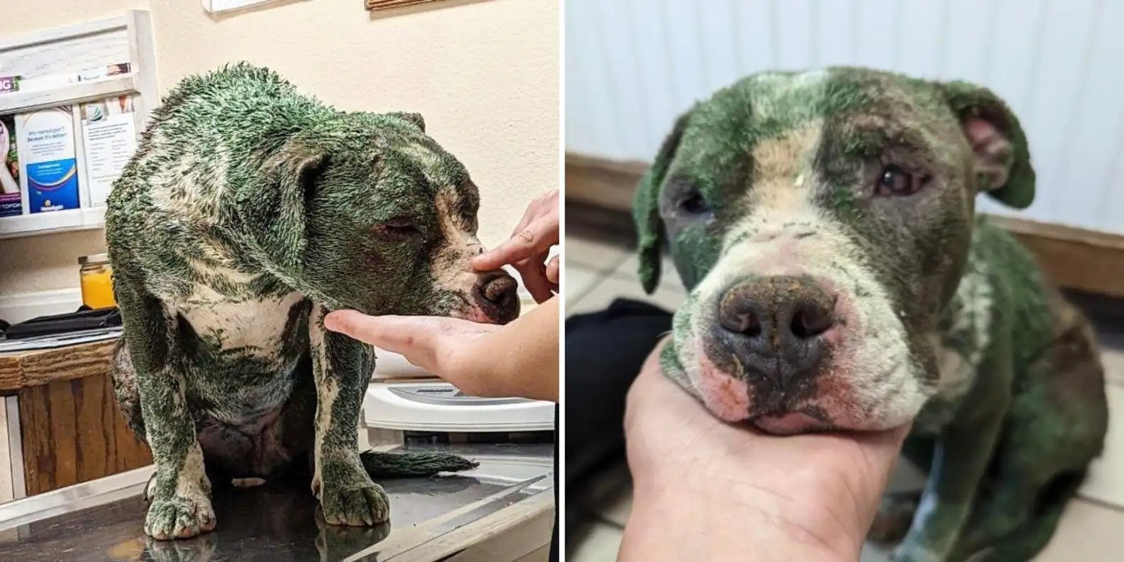 Clover The Pit Bull Who Was Covered In Toxic Paint, Has A Colorful Comeback