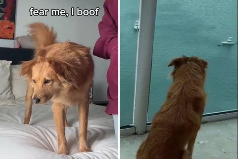 Dog Has Comical Defense Tactics Against Unwanted Visitors
