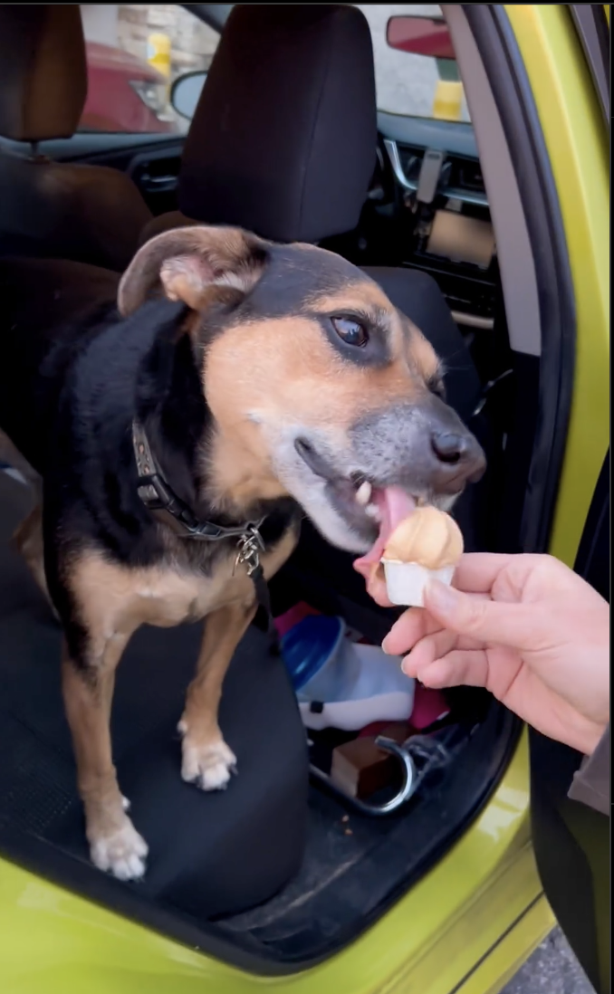 Dog’s Hilarious Mishap with a Popular Treat