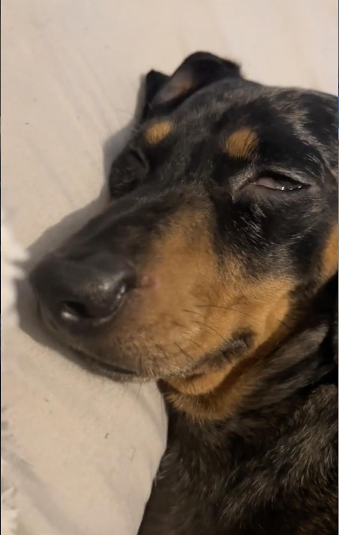 Dog’s Daily Snooze Routine Goes Viral on TikTok