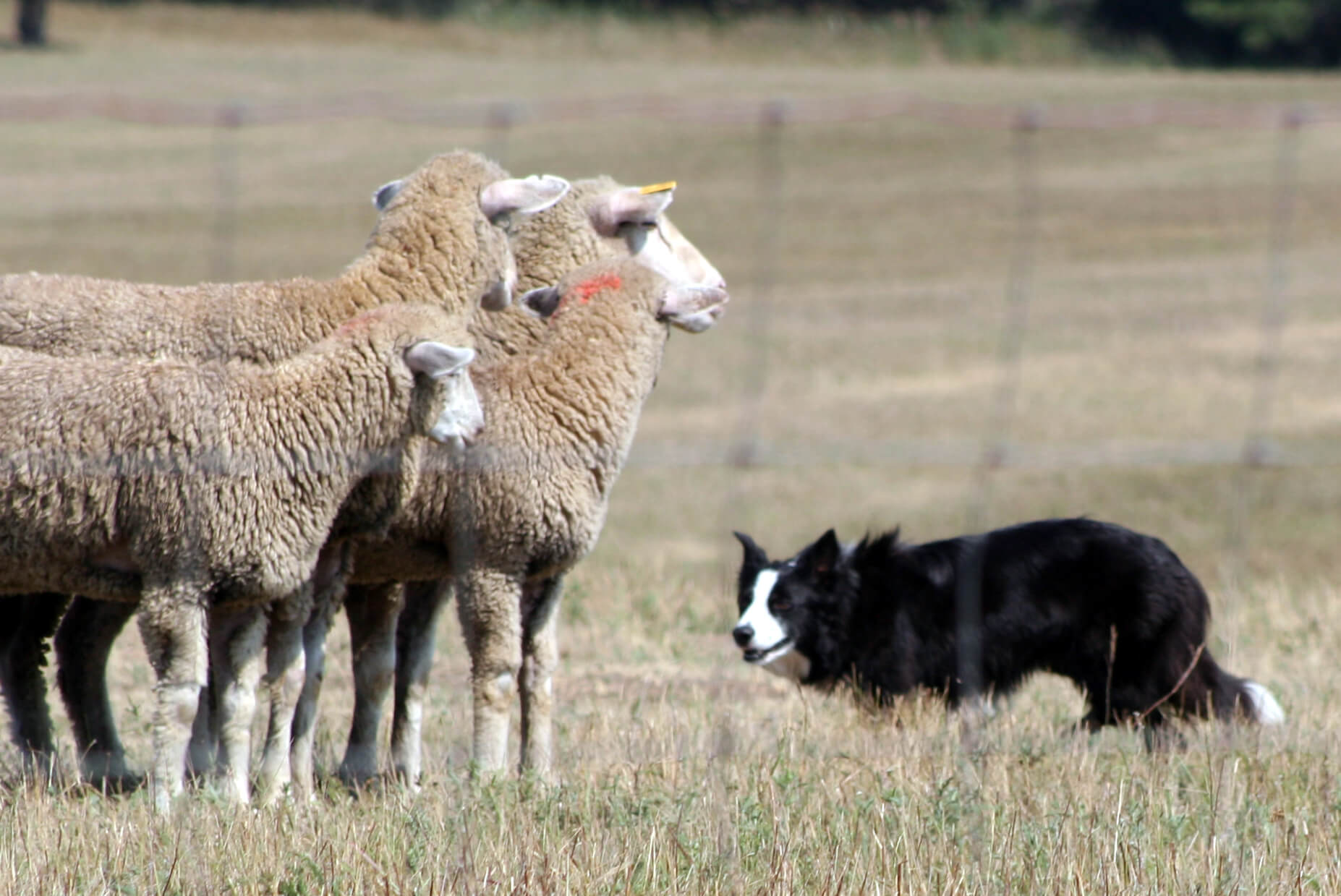 Watch How Border Collie Pups Show Off Their Sheep-Herding Superpowers