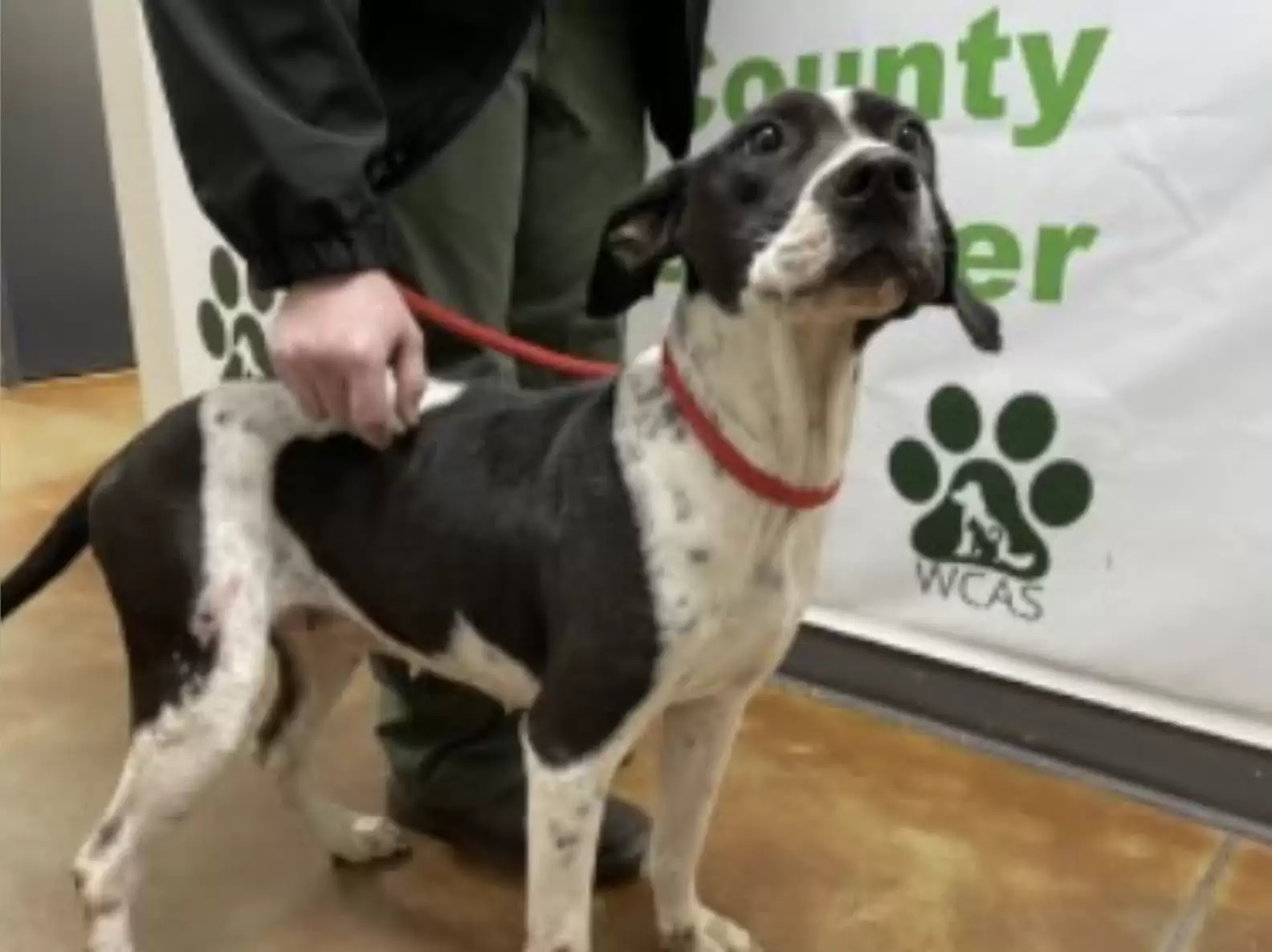 Watch The Yoy Of A Shelter Dog Luna Finally Getting Adopted
