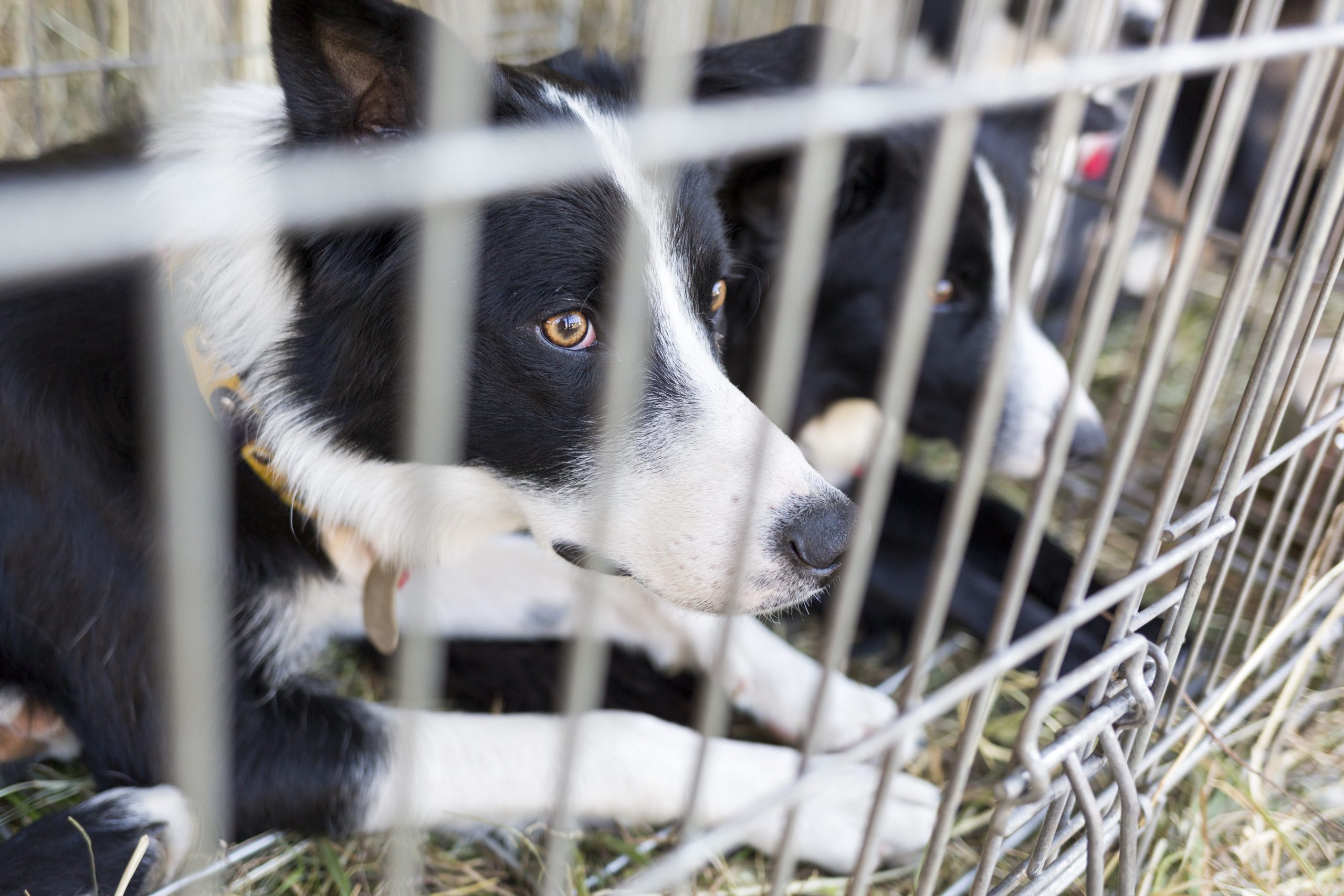 Animal Shelter In Florida Is In Urgent Need! Join the Movement to Help Homeless Pets