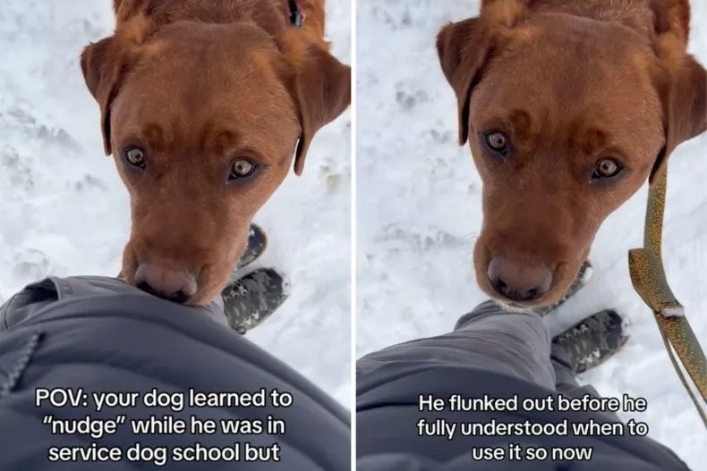 Leo the Lab Has Went From Service School Flunkie To Everyday Helper