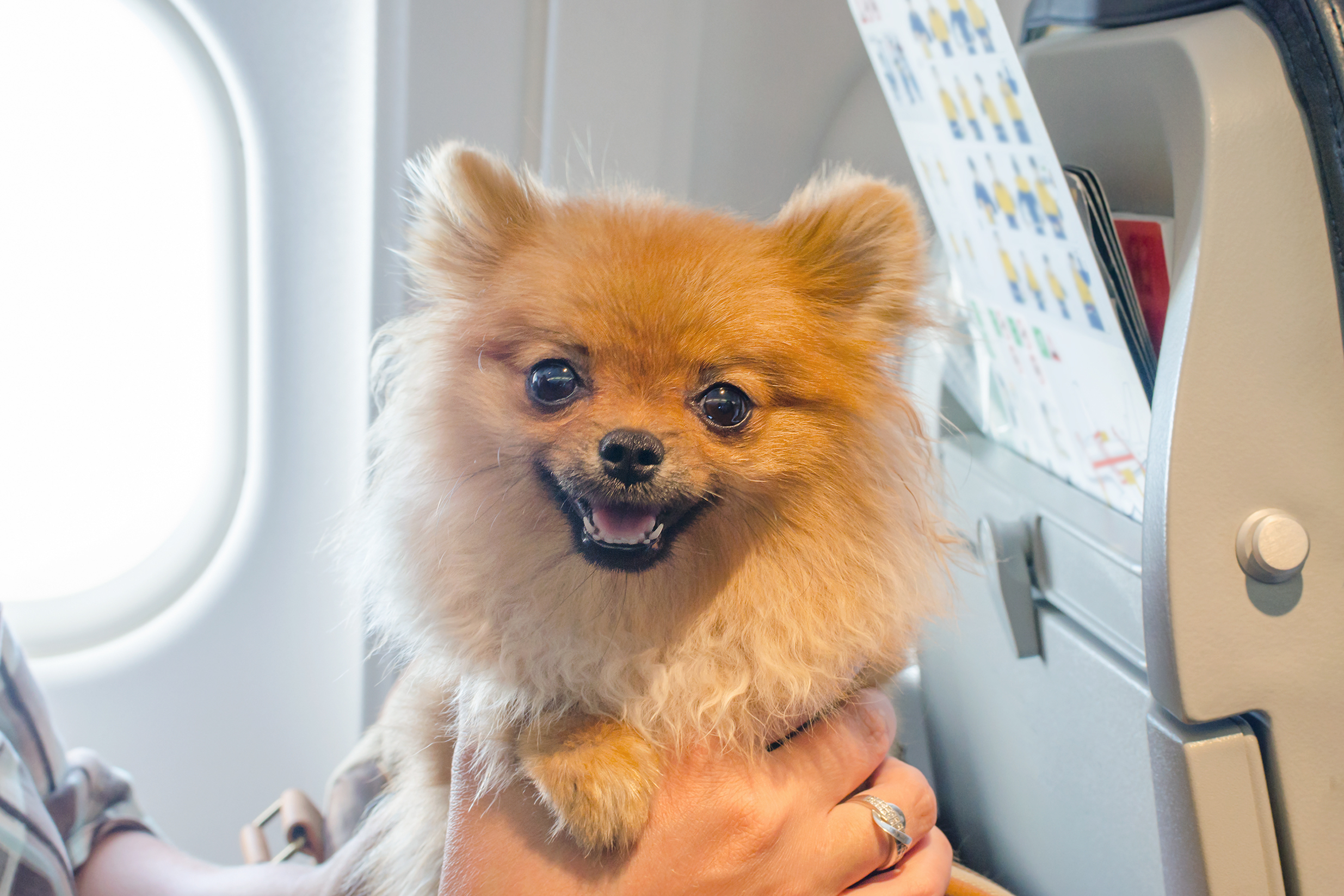 Passengers Outraged by Pet Poo Incident on Flight