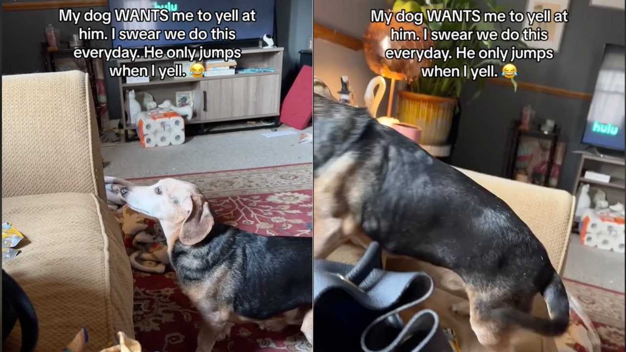 The Hilarious Tale of a Beagle Who Only Jumps When Yelled At