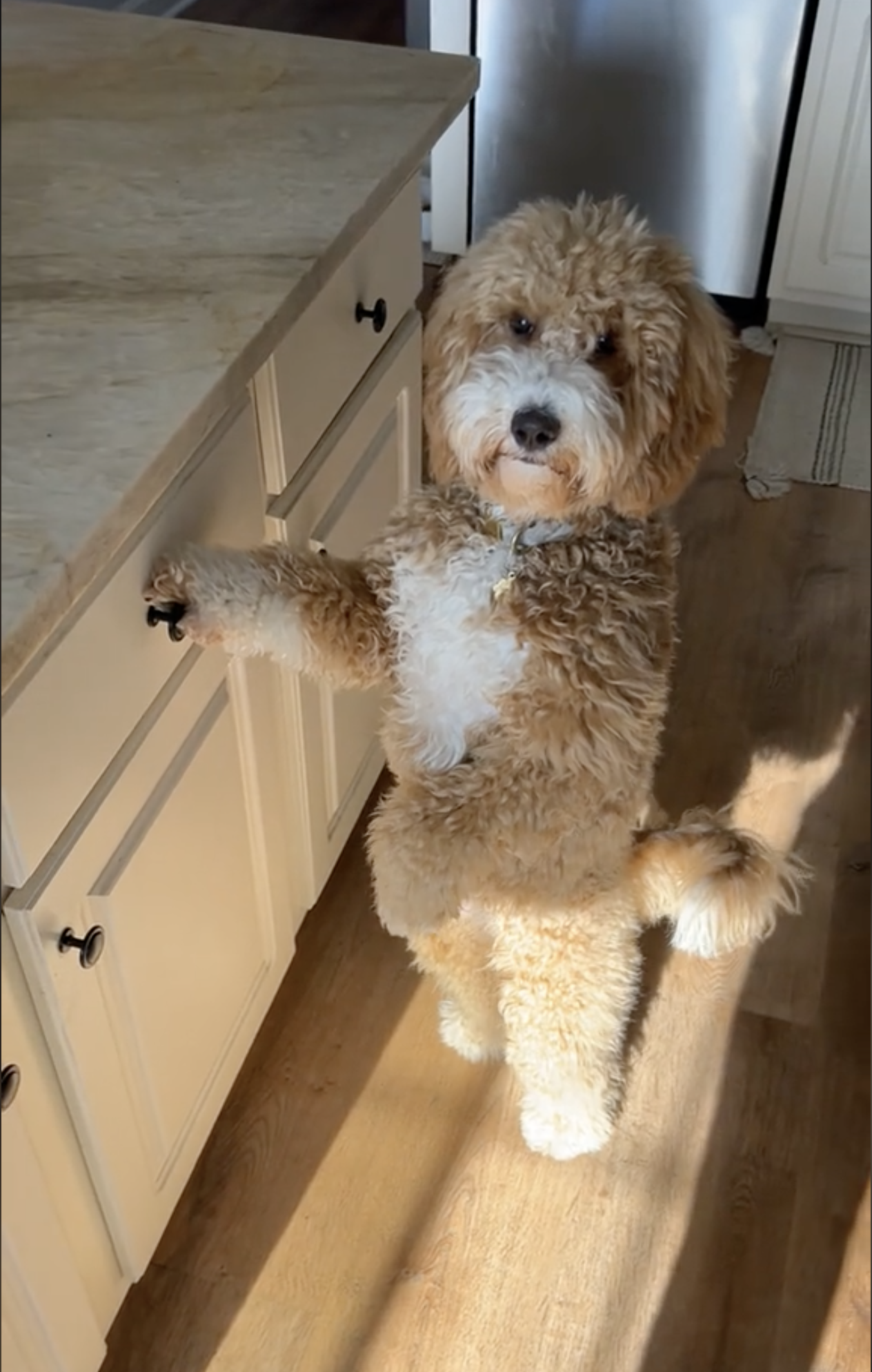 The Pawsitively Adorable Goldendoodle Taking TikTok by Storm