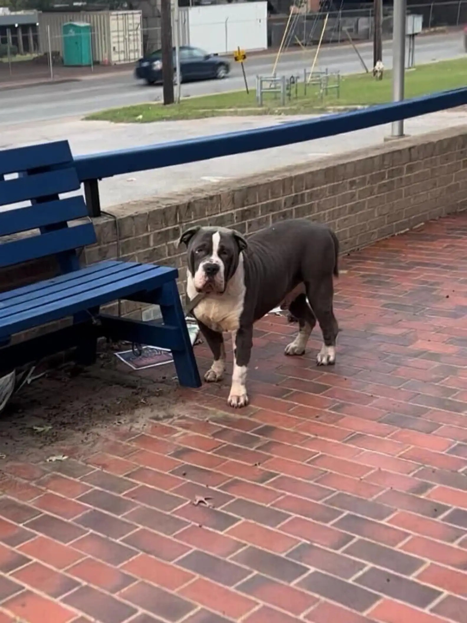 Learn How This Gentle Giant Came From Lonely Park Bench to Cuddly Couch Companion