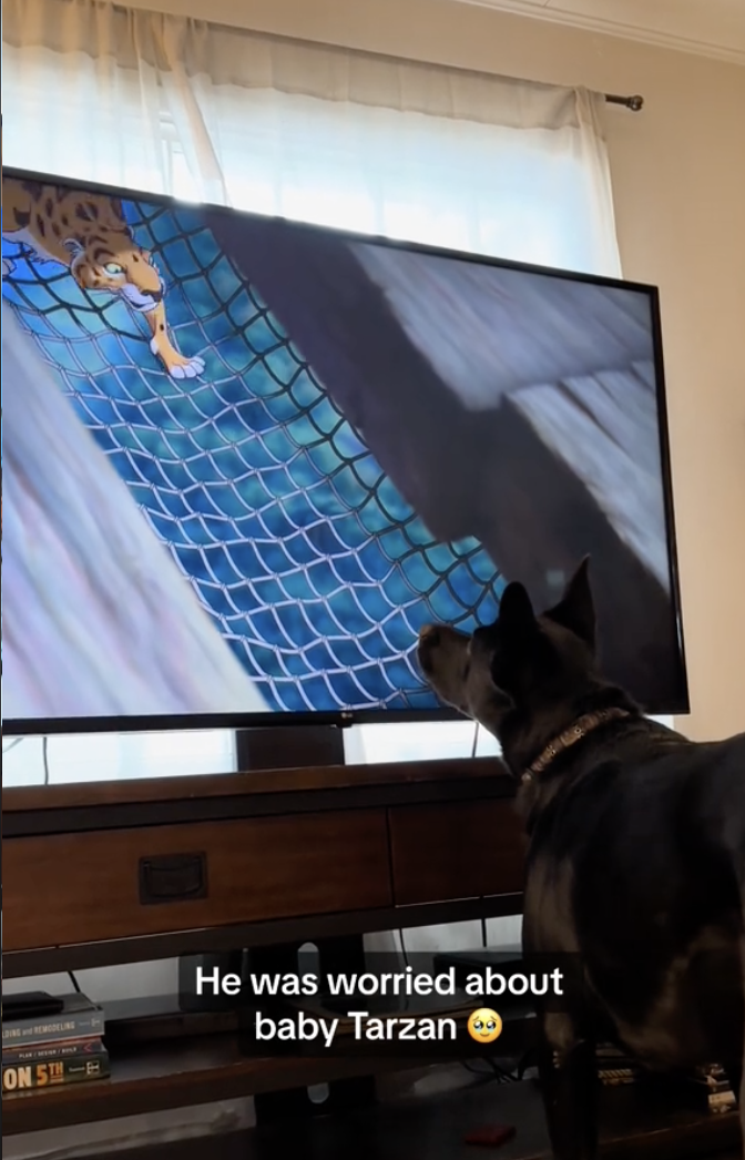 Dog Has A Unique Watching Style