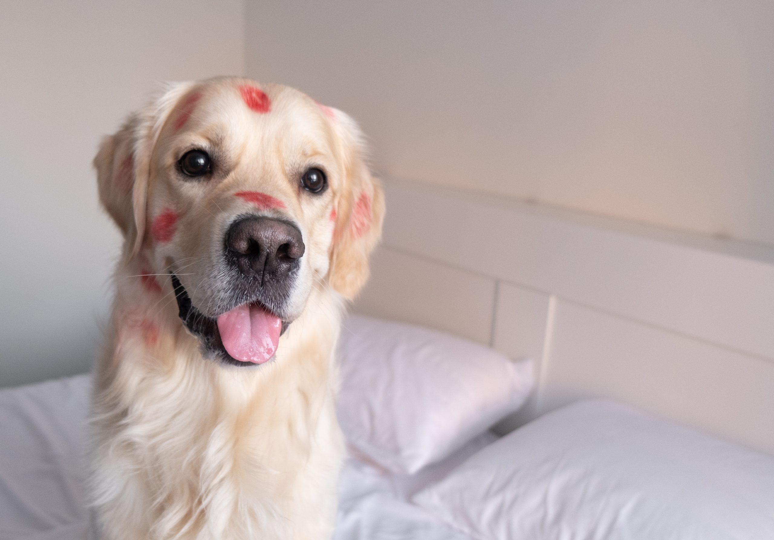 Steven the Dog Lurcher Who Found His Owners Lipstick And Rocked a Bold New Look