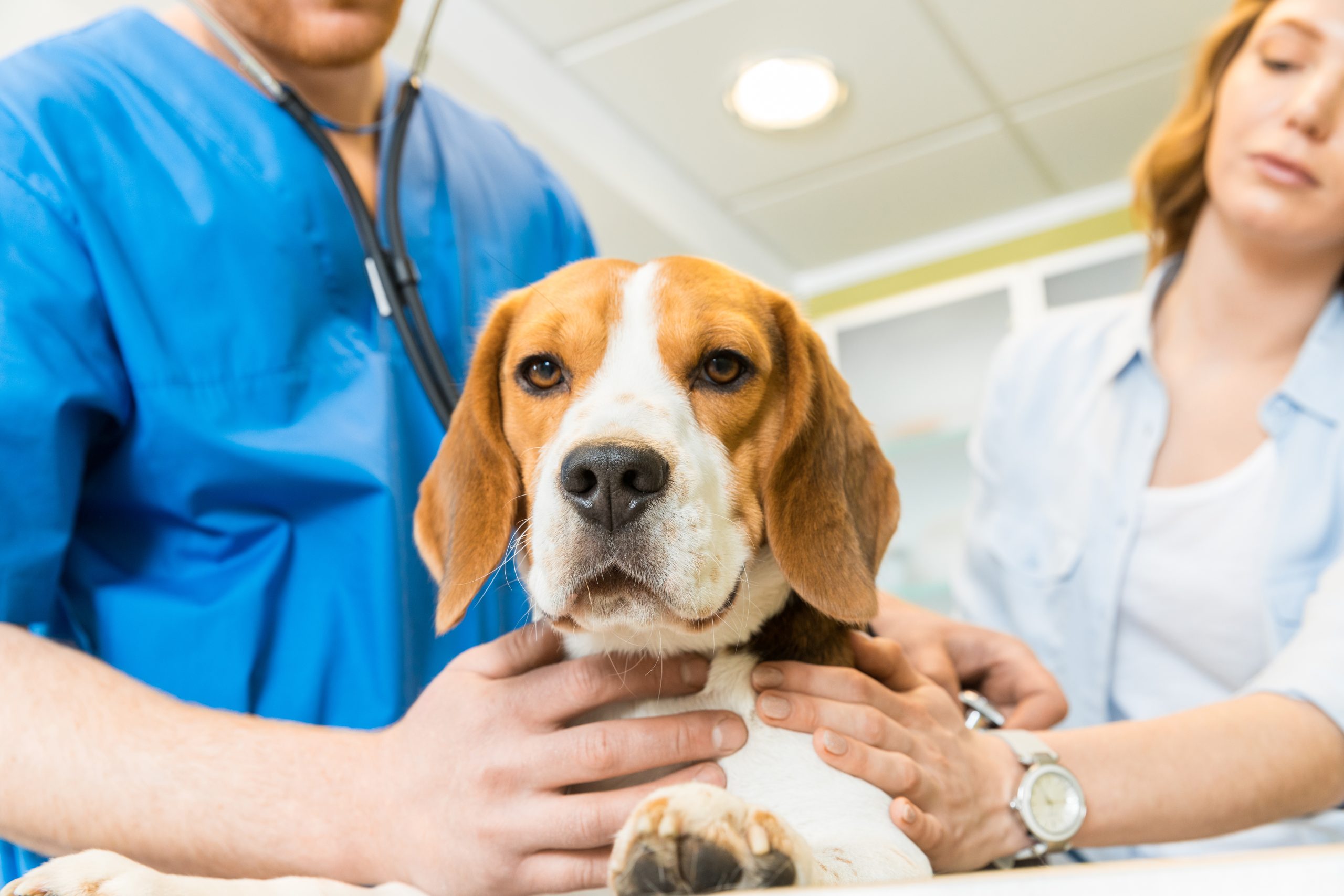 Maryland Scientist Investigates Mysterious Canine Illness