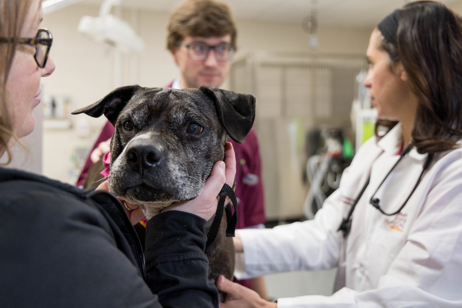 Revolutionary Urine Test Offers Early Cancer Detection for Dogs