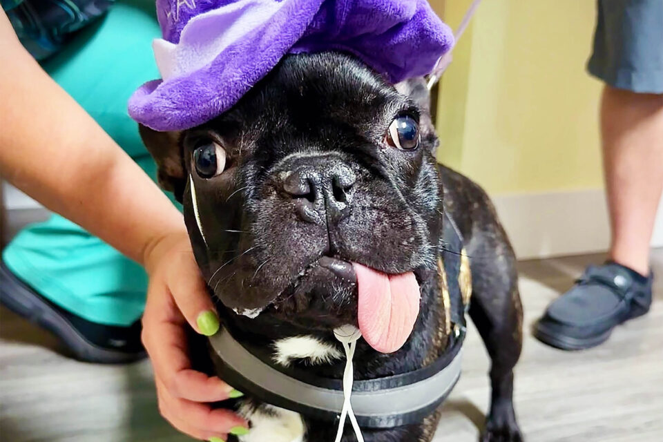 Tyson’s Jaw-dropping Comeback: French Bulldog Regrows Jaw After Battling Tumor
