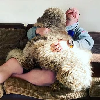 Rowlf The Pooch Is A Huge Dog, But A Lapdog At Heart