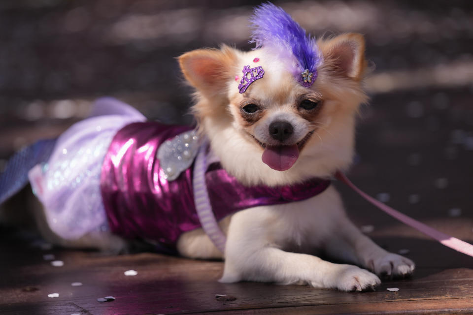 Pawsome Fun at Rio de Janeiro’s Canine Carnival in Photos!
