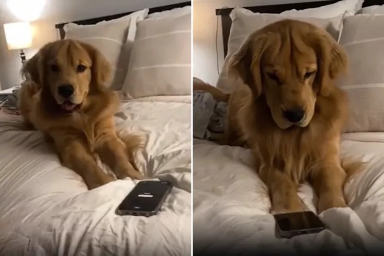 Golden Retriever’s Hilarious Morning Struggle with Alarms Goes Viral