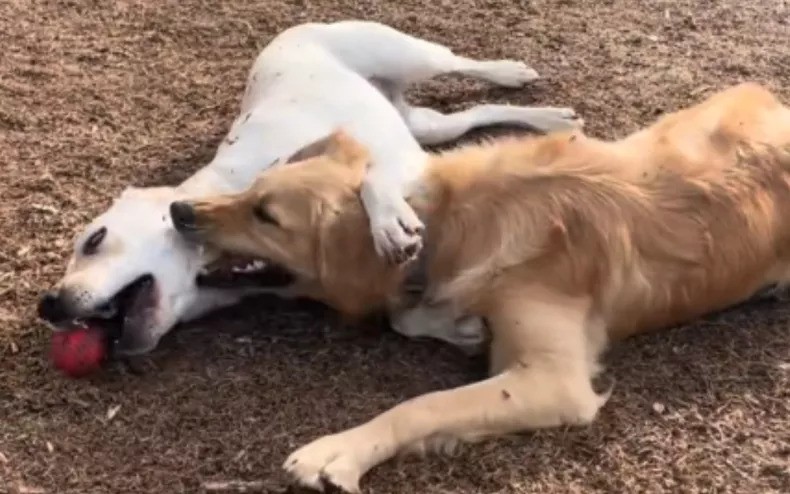 Golden Retriever Can’t Contain Excitement as Dog Girlfriend Returns