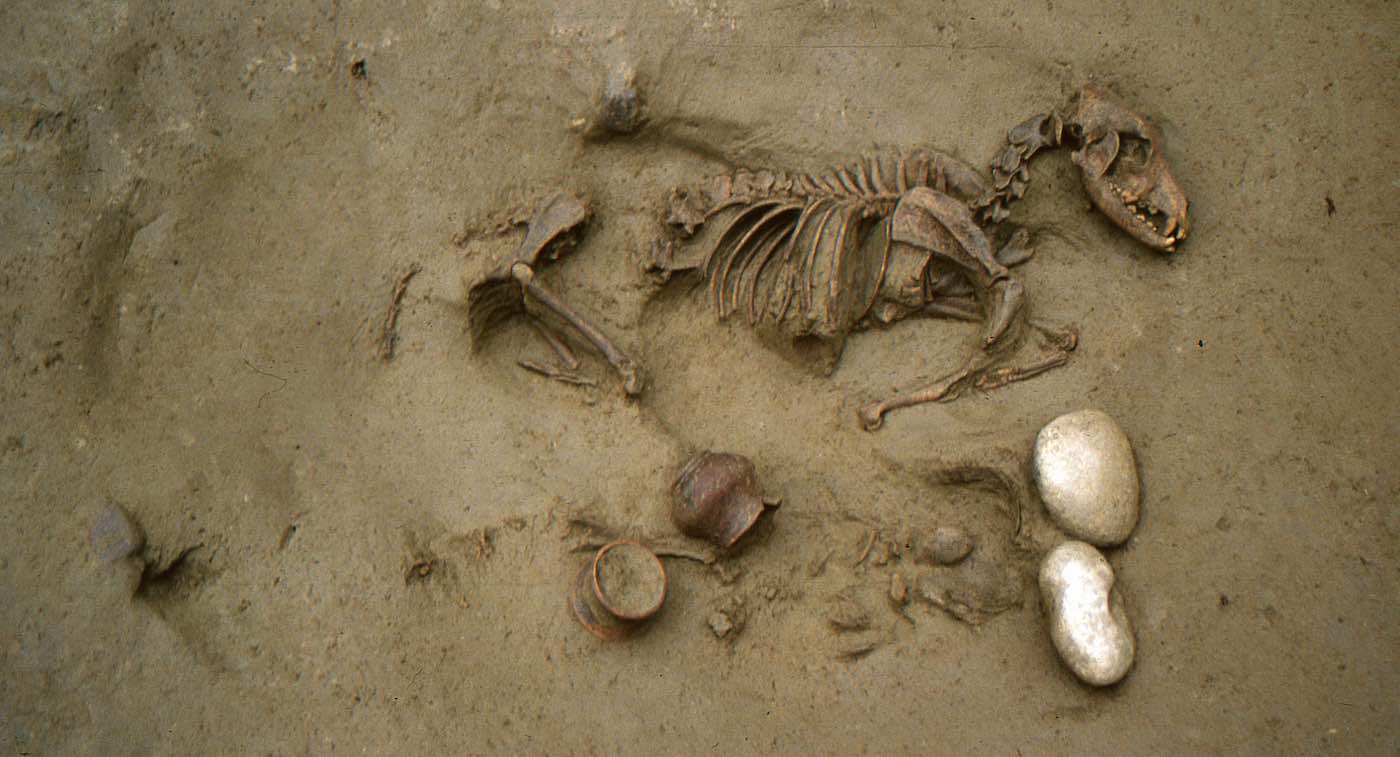 Ancient Europeans Laid to Rest with Their Beloved Dogs 2,200 Years Ago