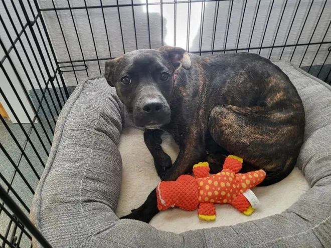 Quincy Pup Is On The Path to a New Home