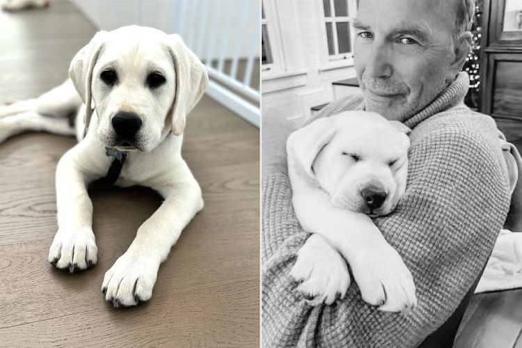 Kevin Costner’s Unique Introduction of New Puppy Melts Hearts on Instagram