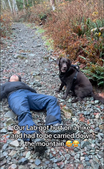 Labrador Gets VIP Downhill Ride After Hiking Mishap