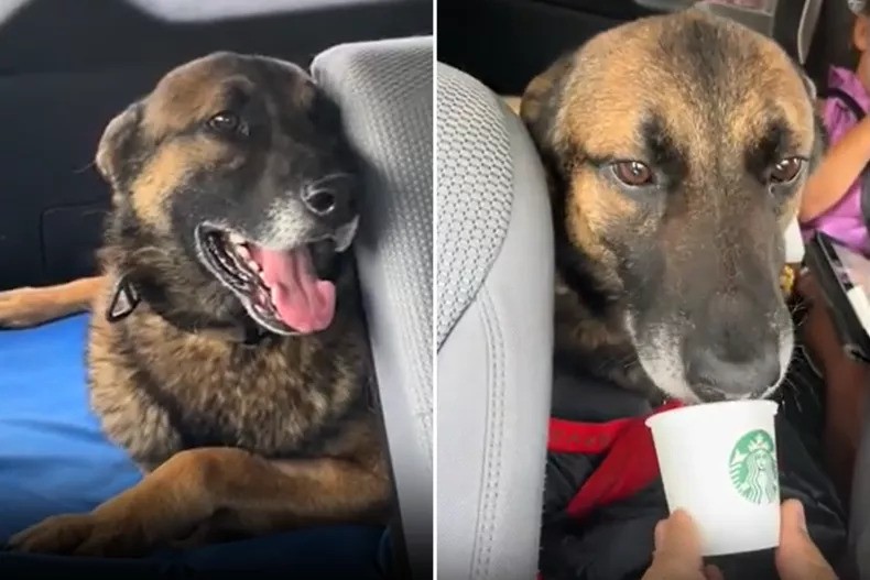 Retired Military Dog Gets His First Pup Cup