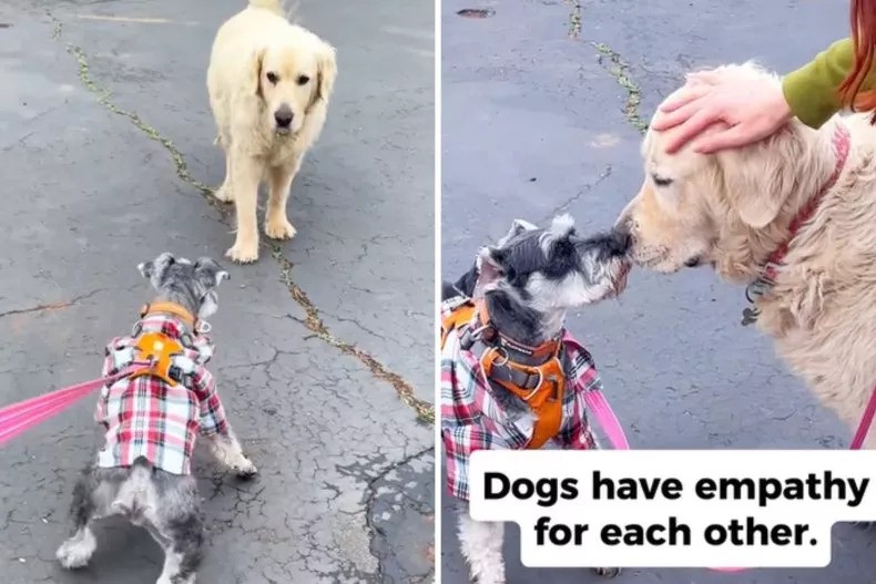 Video Featuring Schnauzer’s Reaction To Senior Dog Breathes Of Empathy And Connection