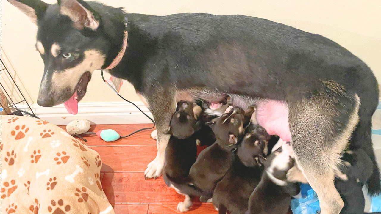 Mother Dog With  Pups Left Alone In Abandoned House. The Pictures Will Melt Your Hearts