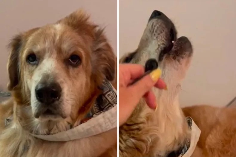 Senior Dog Moe’s Silenced Howl Touches Hearts Online