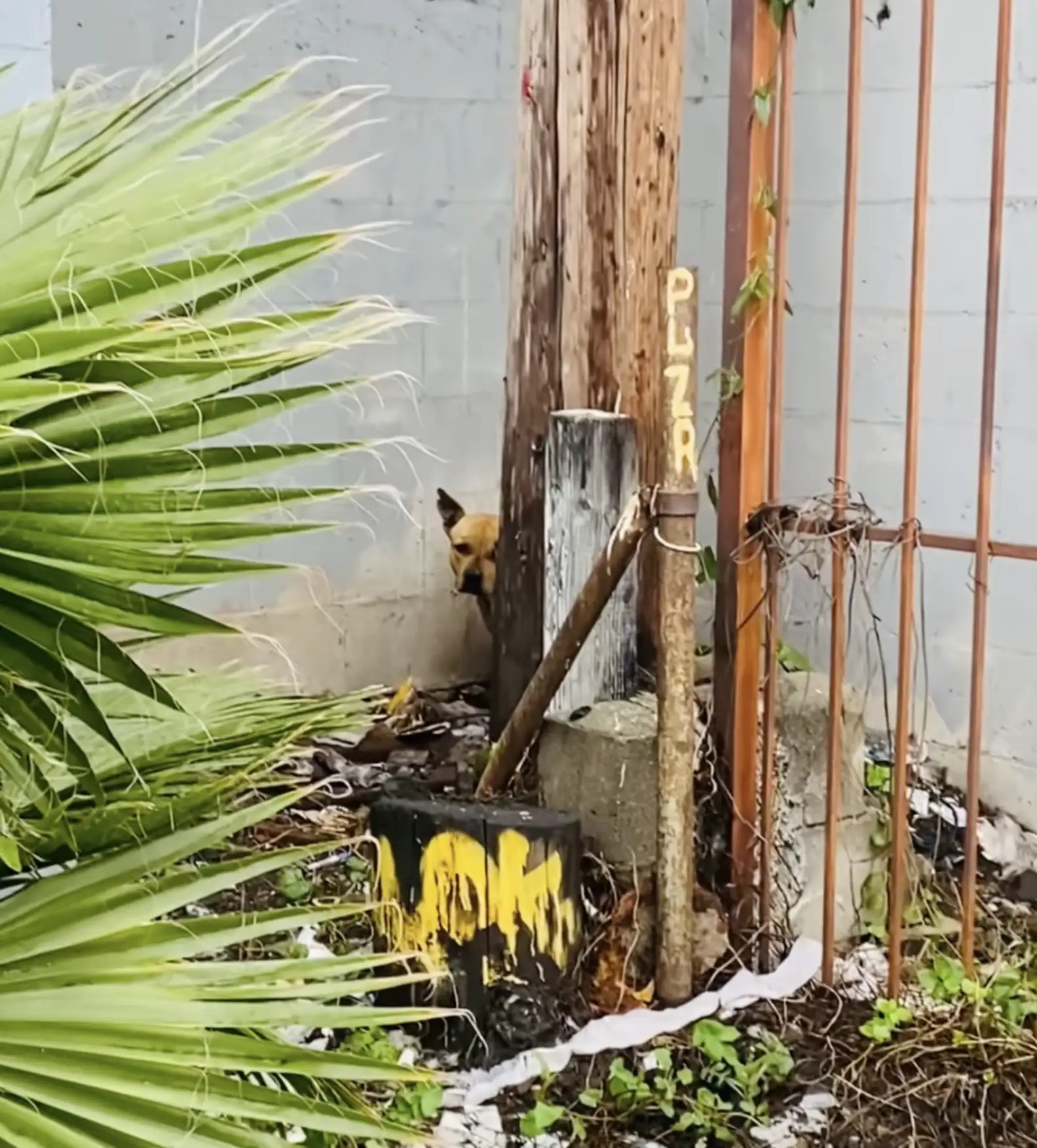 Abandoned Dog Patiently Waits For His Family To Return