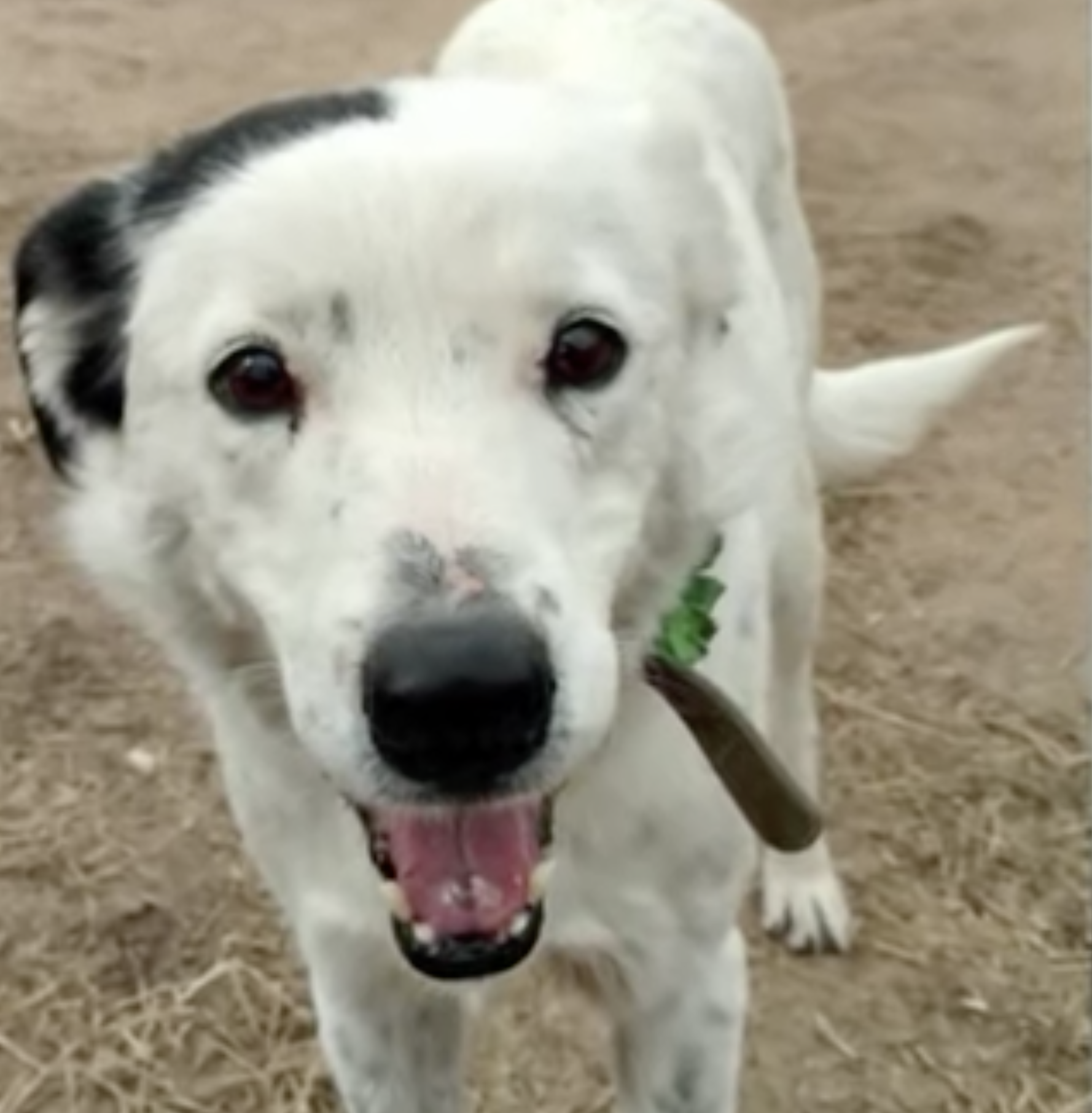 Patches The Dog Finds Her Way Home After Four Years Apart!