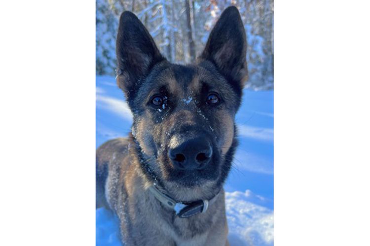 Police K9 Hero Locates Missing Child After Following Scent For 2 Miles