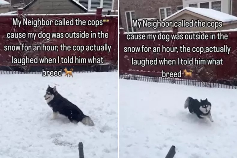 Loving Pomsky Brings Laughter Amidst Winter Chill