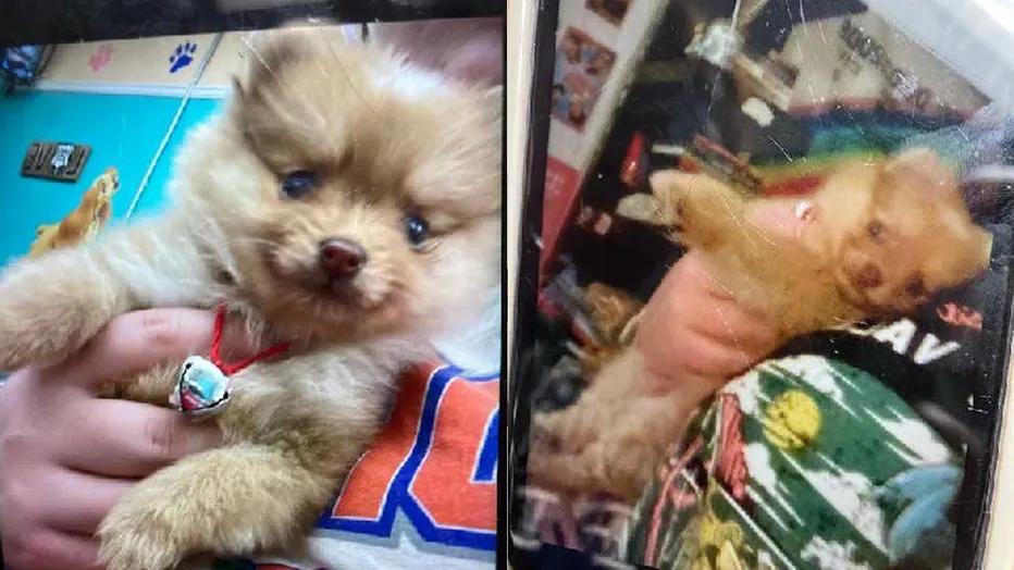 Puppy Snatched From A Teenager In Winter Haven