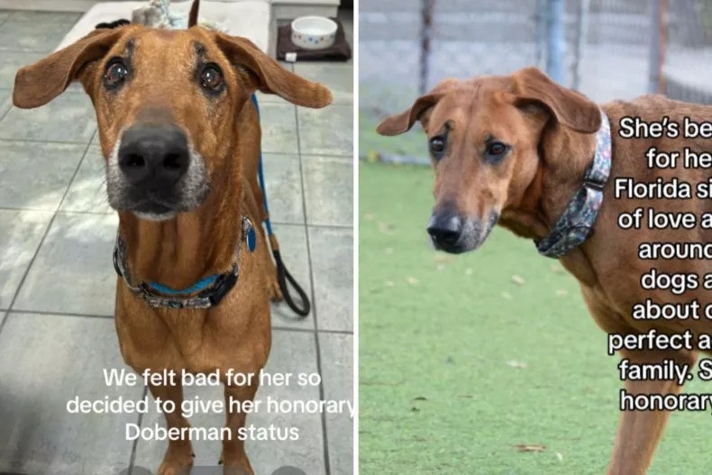 Dog Returns to Shelter After 6 Years Without a Single Adoption Application