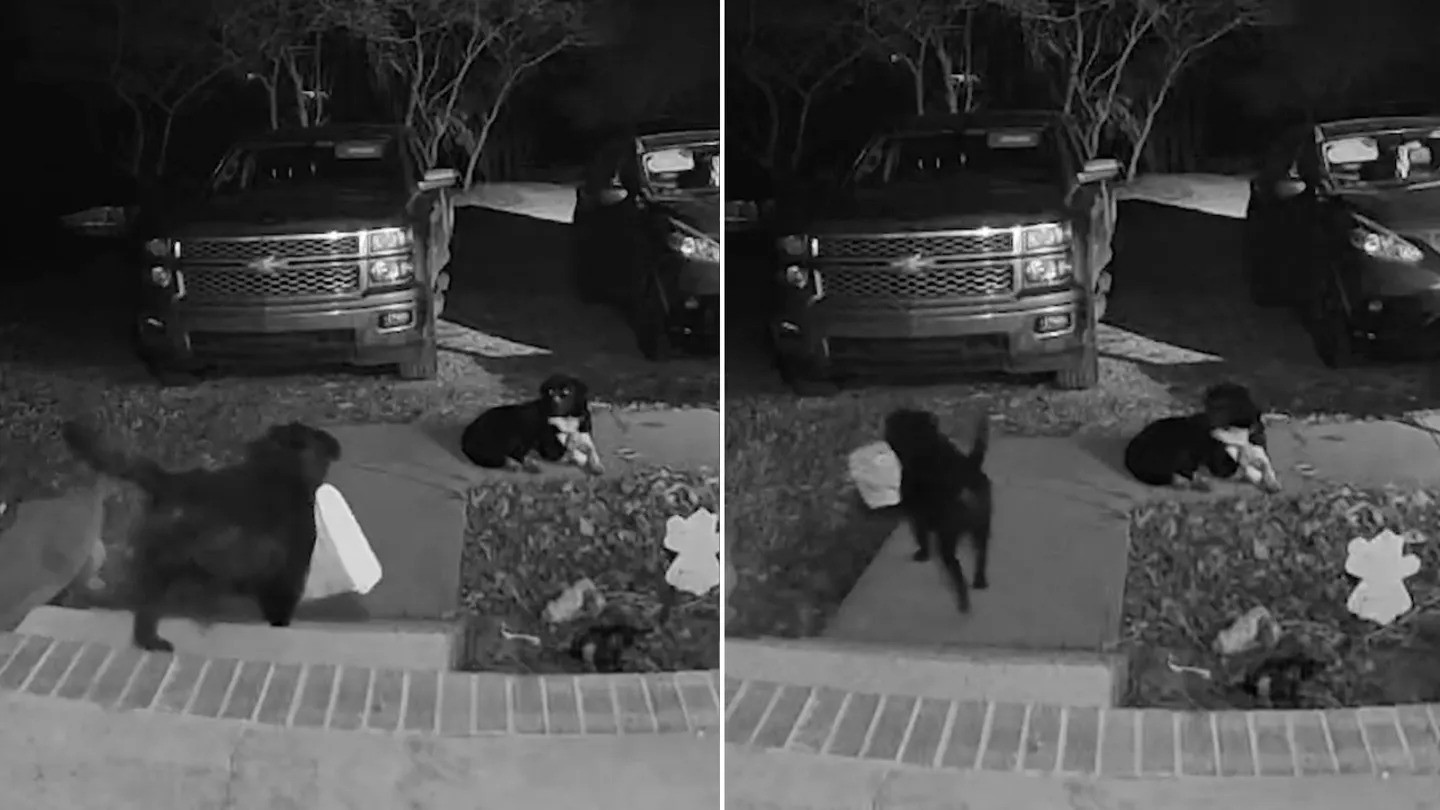 Dog Steals Package And It Unfolds Into A Hilarious Delivery Drama