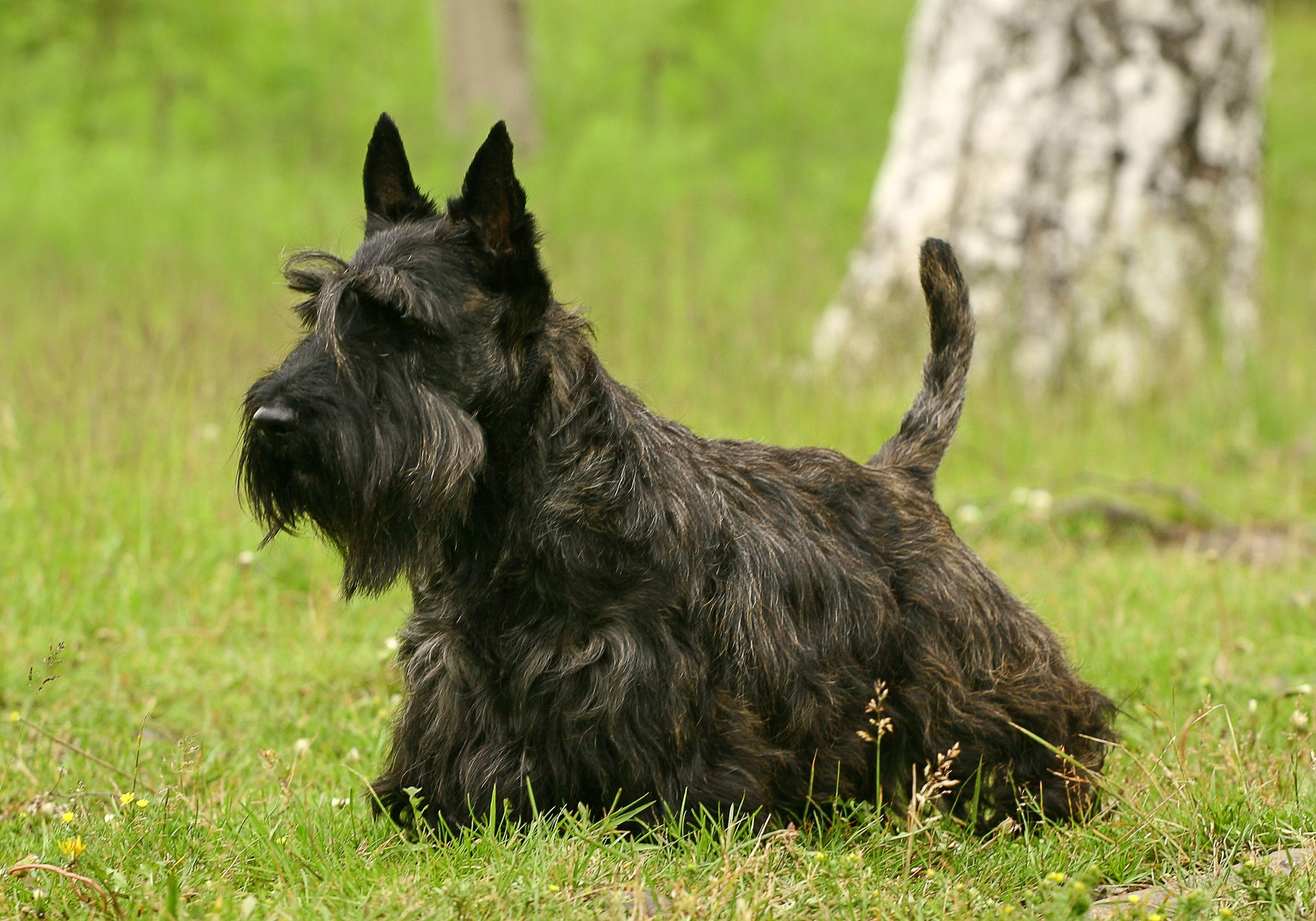 Scottie Dogs in Peril: Navigating a Changing Canine Landscape