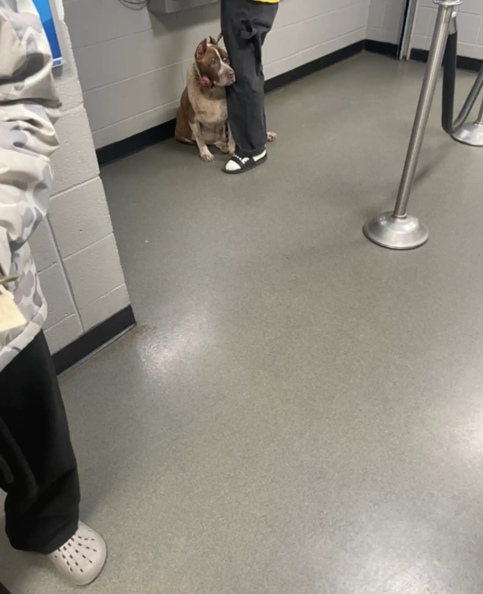 Resilient Dog Clings to Owner’s Leg at Shelter, Declining To Be Left Behind