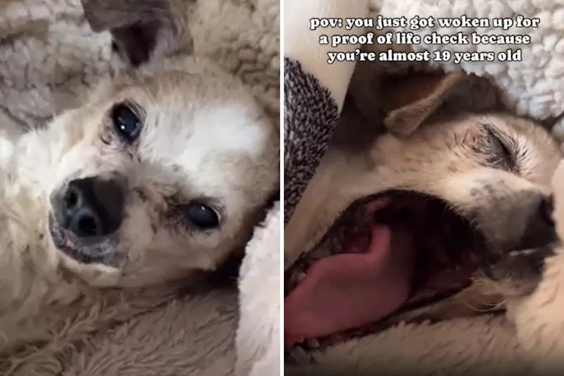 Adorable Video of Sleepy Senior Dog Goes Viral