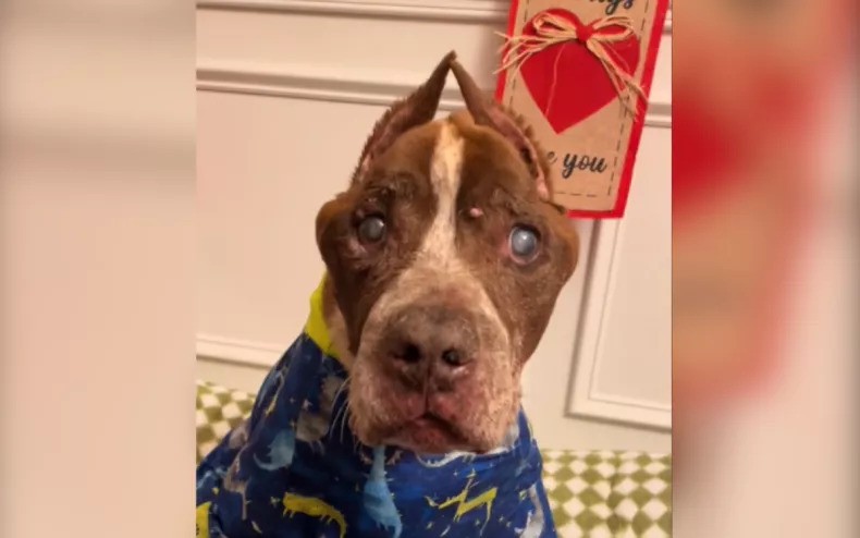 A Rescued Dog Is Enjoying His Final Days In Love and Cookies